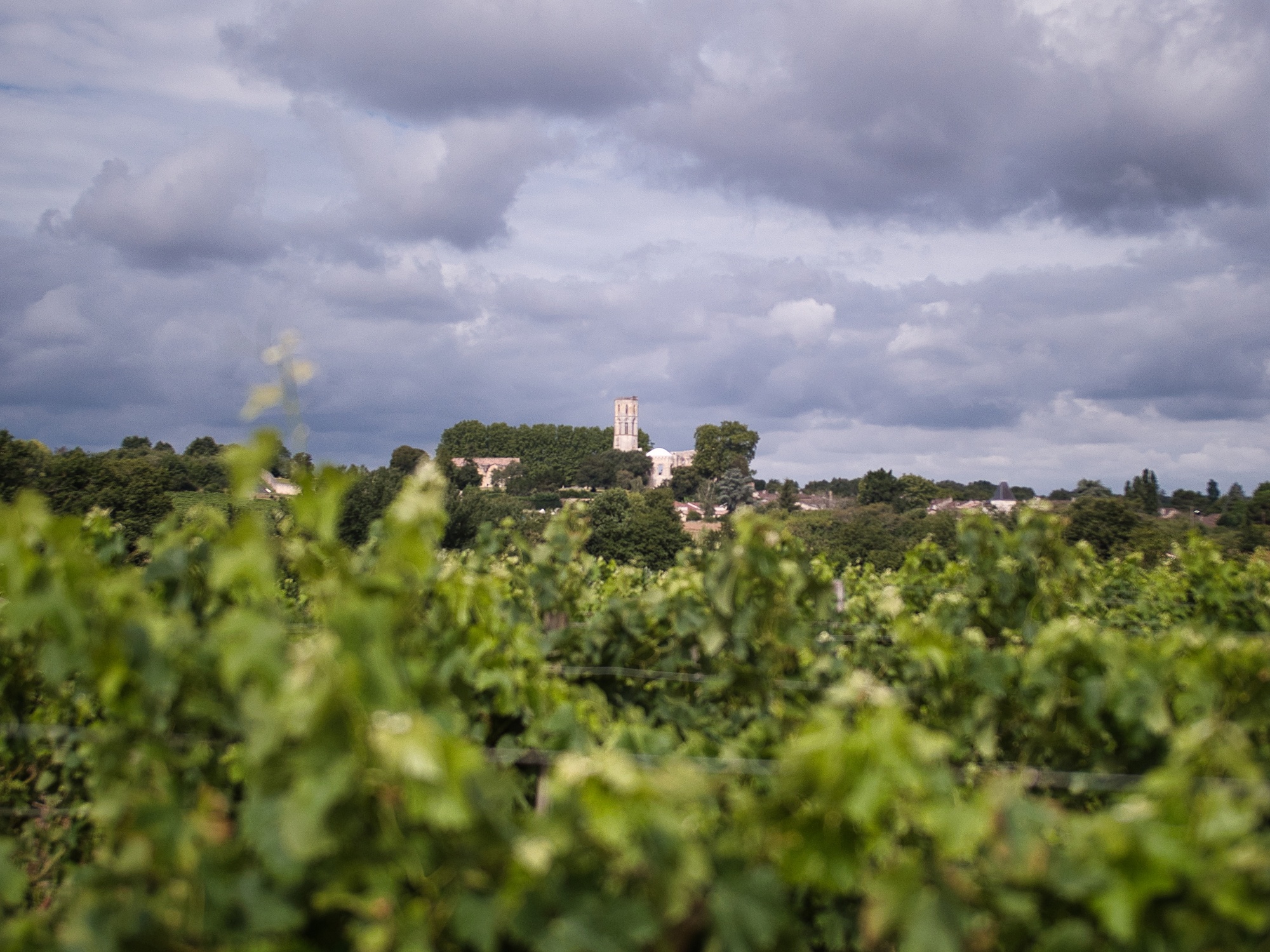 Le vignoble - Latorse